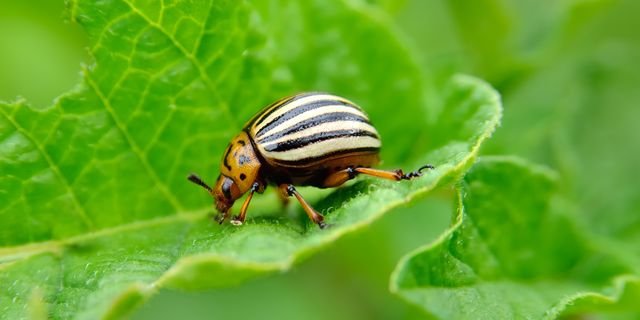 The 5 Most Common Insects Found On Your Household Plants