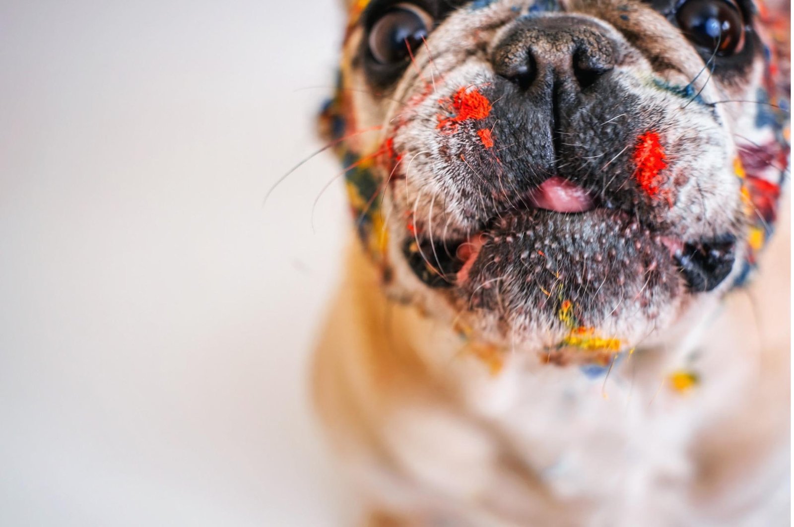 bulldog