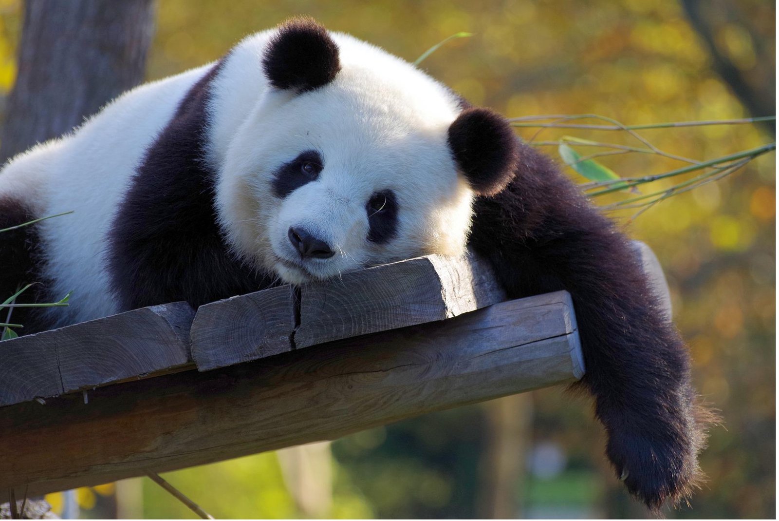 panda