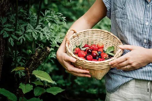 Fruit Basket