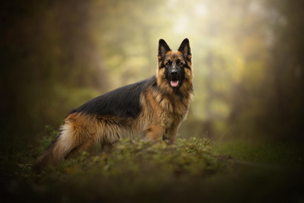 German Shepherds